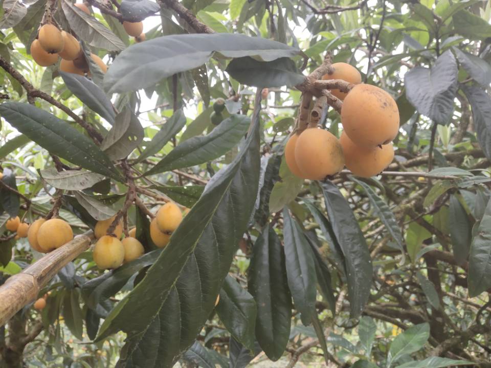 黄山市民好，本人姓孙，歙县三潭枇杷瀹潭村人，老家枇杷已经上市，欢迎来我家看看或者邮寄，每年都有老朋友来我家，联系手机/微