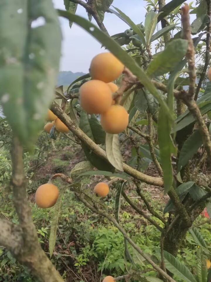 黄山市民好，本人姓孙，歙县三潭枇杷瀹潭村人，老家枇杷已经上市，欢迎来我家看看或者邮寄，每年都有老朋友来我家，联系手机/微